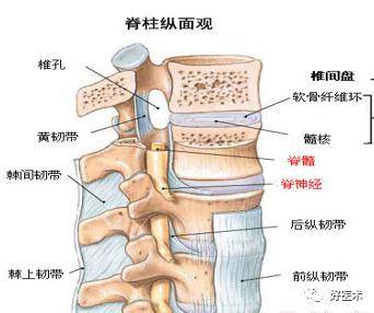 腰骶部三角图片