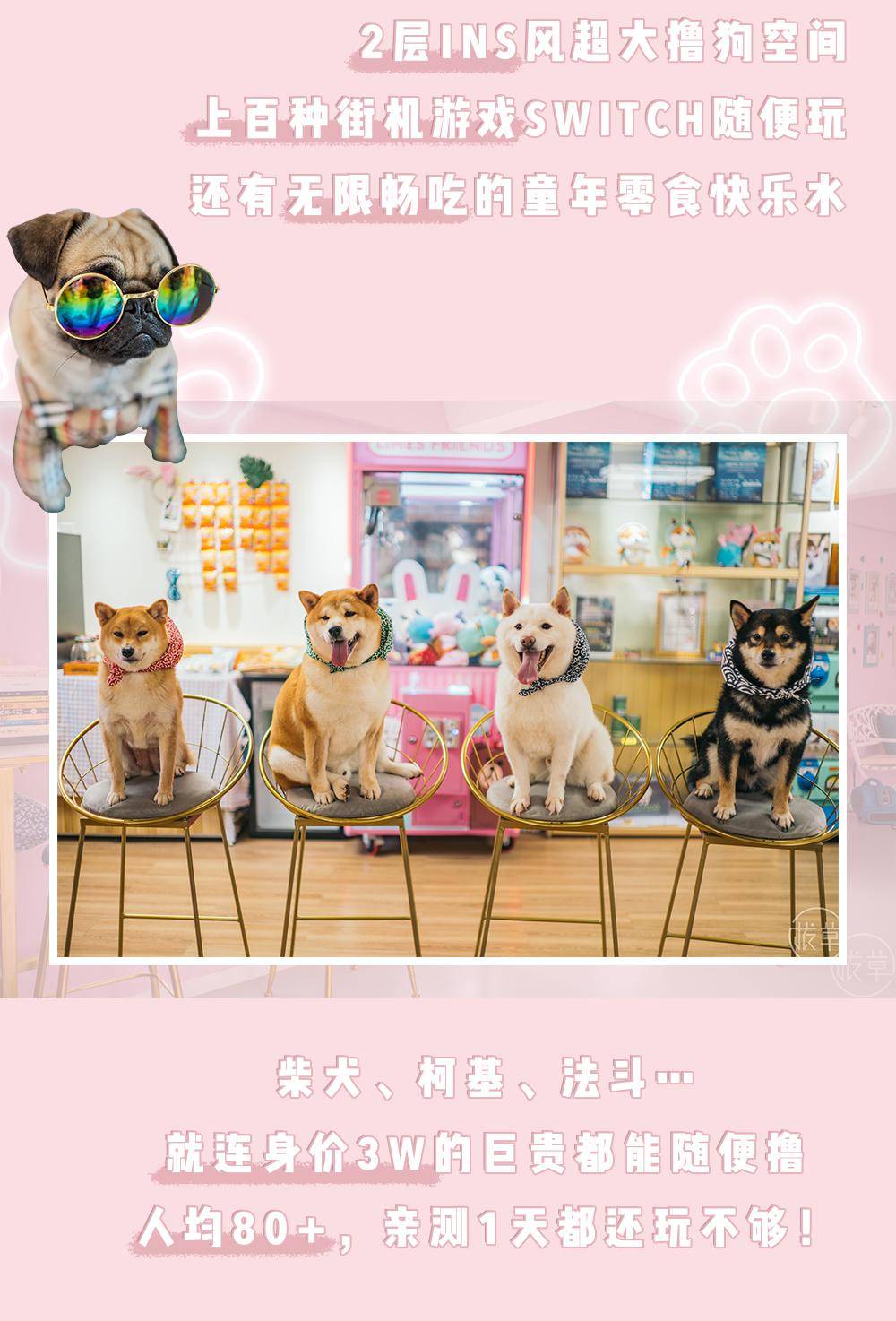 魔都首家“巨贵狗咖”来了!88元撸狗,桌游不限时畅玩!-搜狐大视野-搜狐新闻