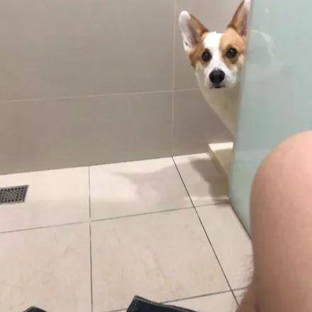 主人上厕所玩着手机突然间门缝传来奇怪的喘气声抬头一看好尴尬