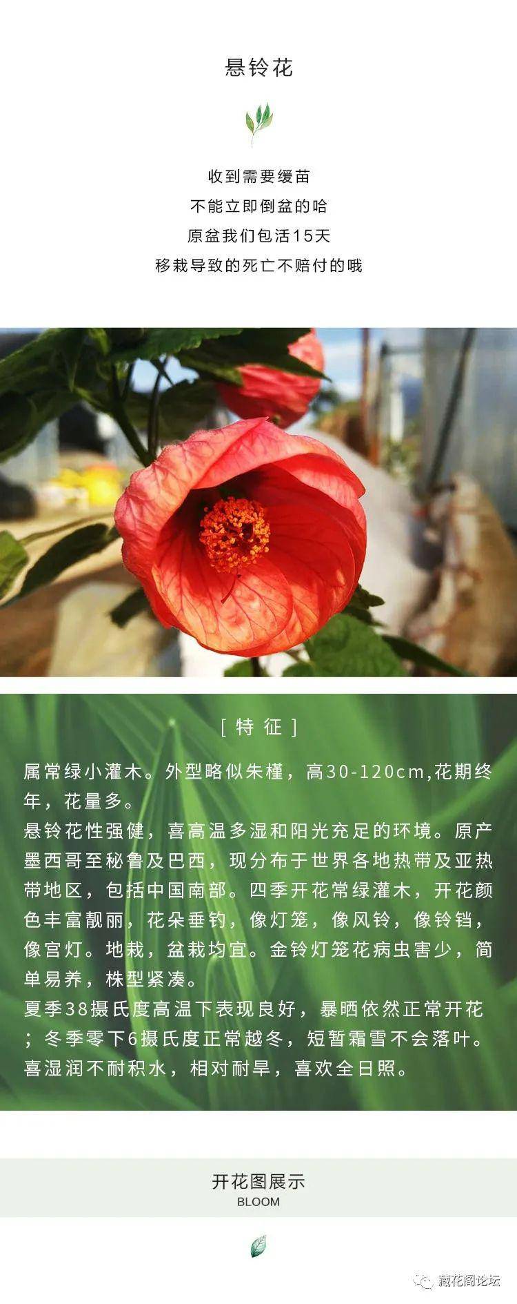花开满园,交流绽放——花友论坛引领潮流