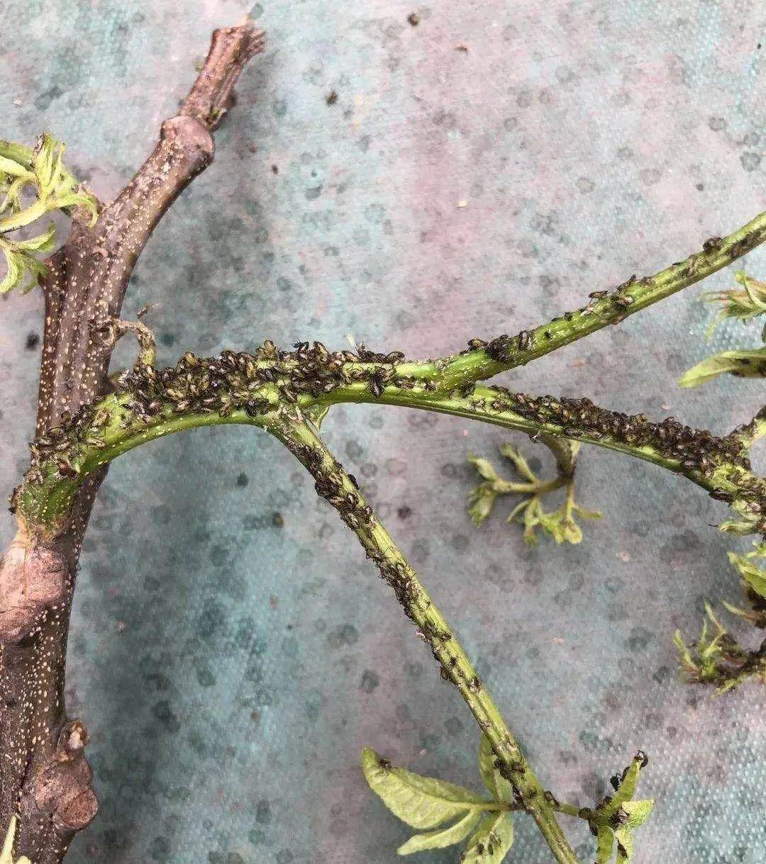 树"滴油"的现象每年都会出现,滴下的液体其实是蚜虫的分泌物.