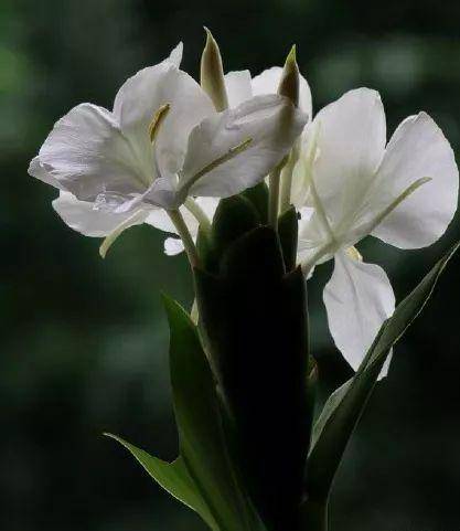 南花解热解郁因为它气机清灵啊