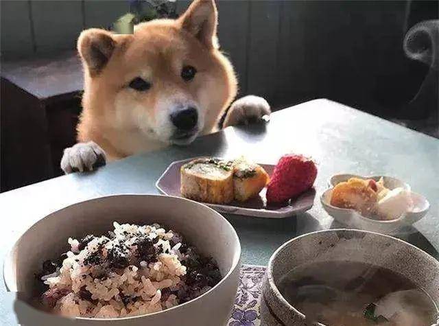 狗坐一桌吃饭的照片图片