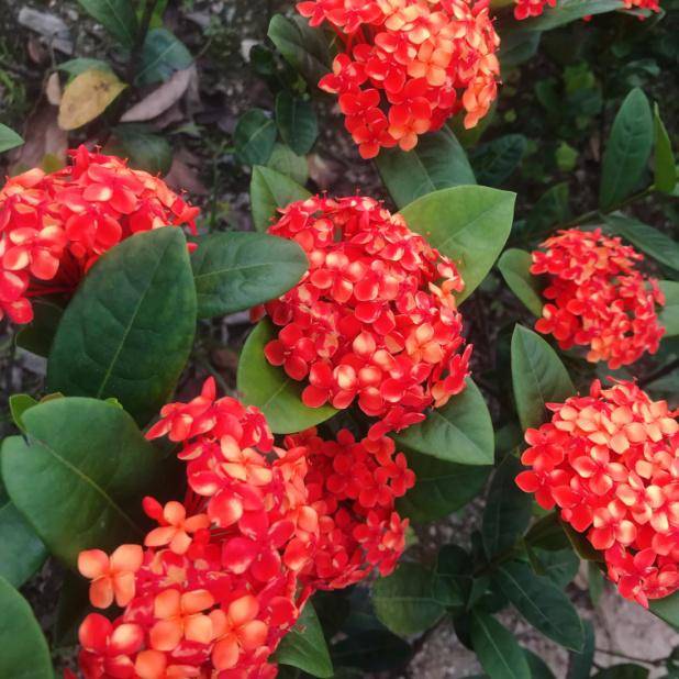 火炬哥向你抛绣球啦接住