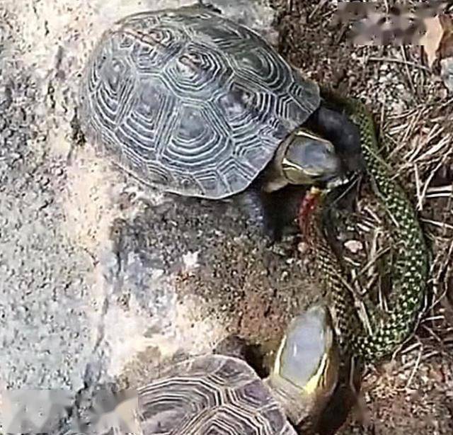 乌龟被蛇缠住,以为难逃一死,结果把头伸出来后,来了个反杀_手机搜狐网