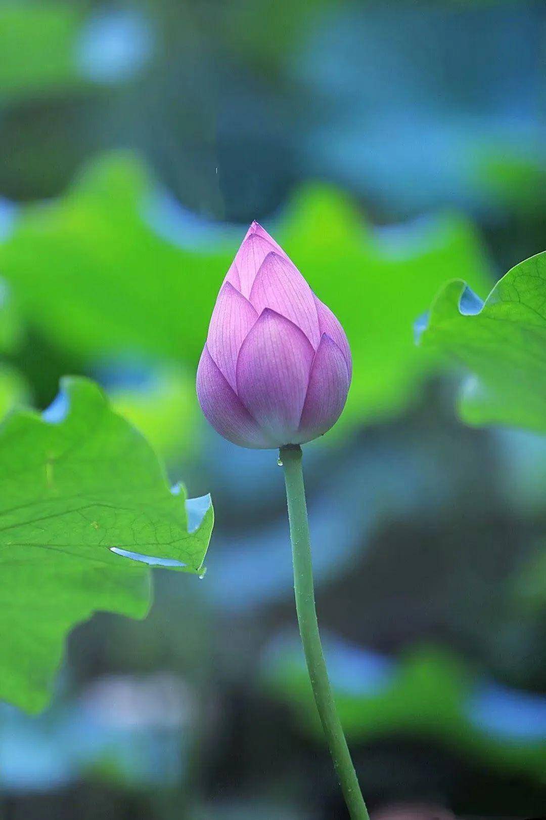 禅乐莲香飘渺宁静轻松恬淡