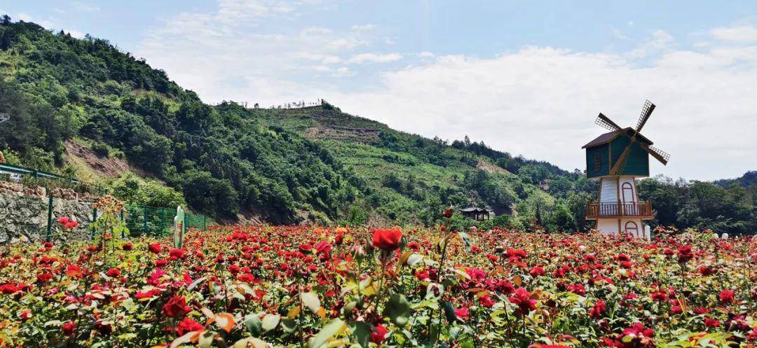 后天竹溪桃花岛鲜桃香甜开园采摘免费吃
