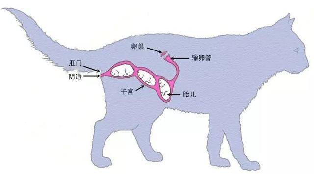 图中展示了卵巢,输卵管,子宫和发育中小猫的大致位置
