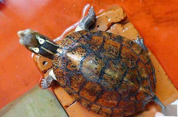 一日一龟四眼斑水龟