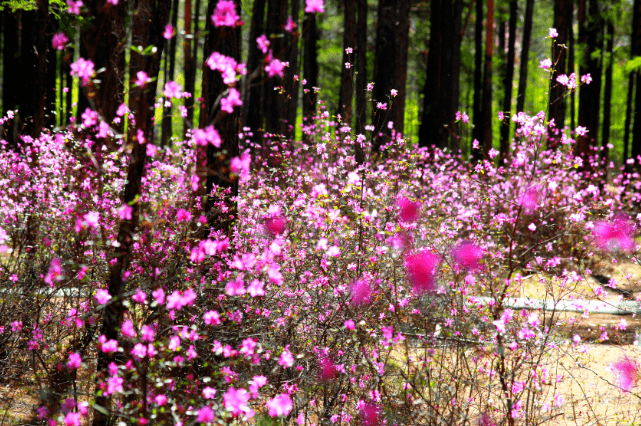 杜鹃香薰北极繁花遍染群山丨赏杜鹃文艺作品集萃