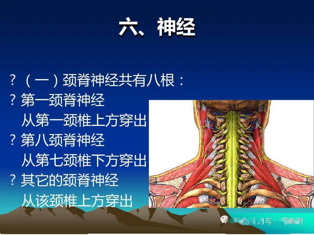 頸椎精細解剖及各種病症治療方法