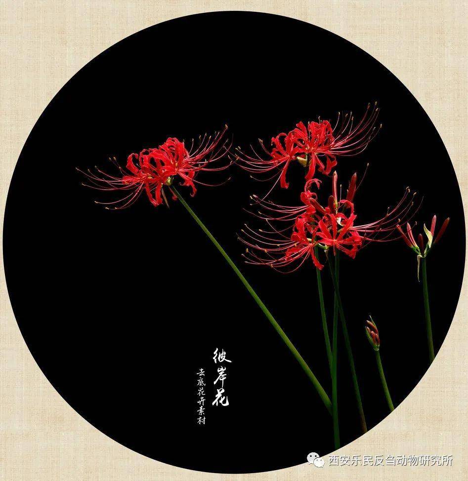 彼岸花开开彼岸三生石上写三生