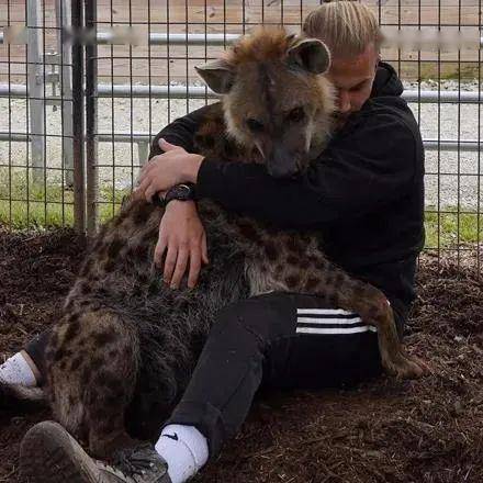 这鬣狗肯定是雌性 谁让饲养员那么帅 只想窝你怀里做宝宝