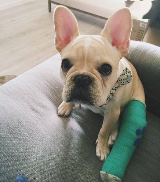 狗子意外摔伤腿部打石膏,这眼神越看越委屈!