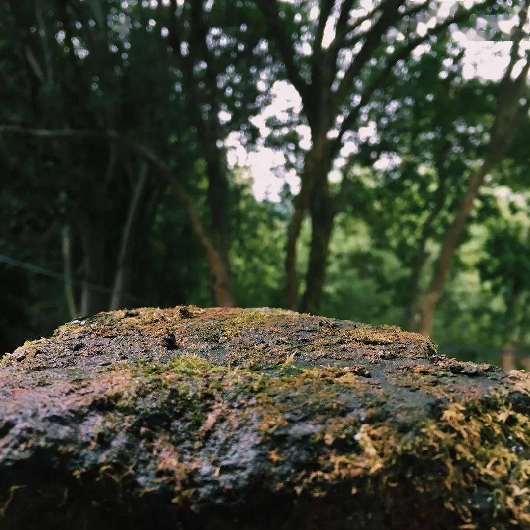 一处青苔, 美了一个院子.