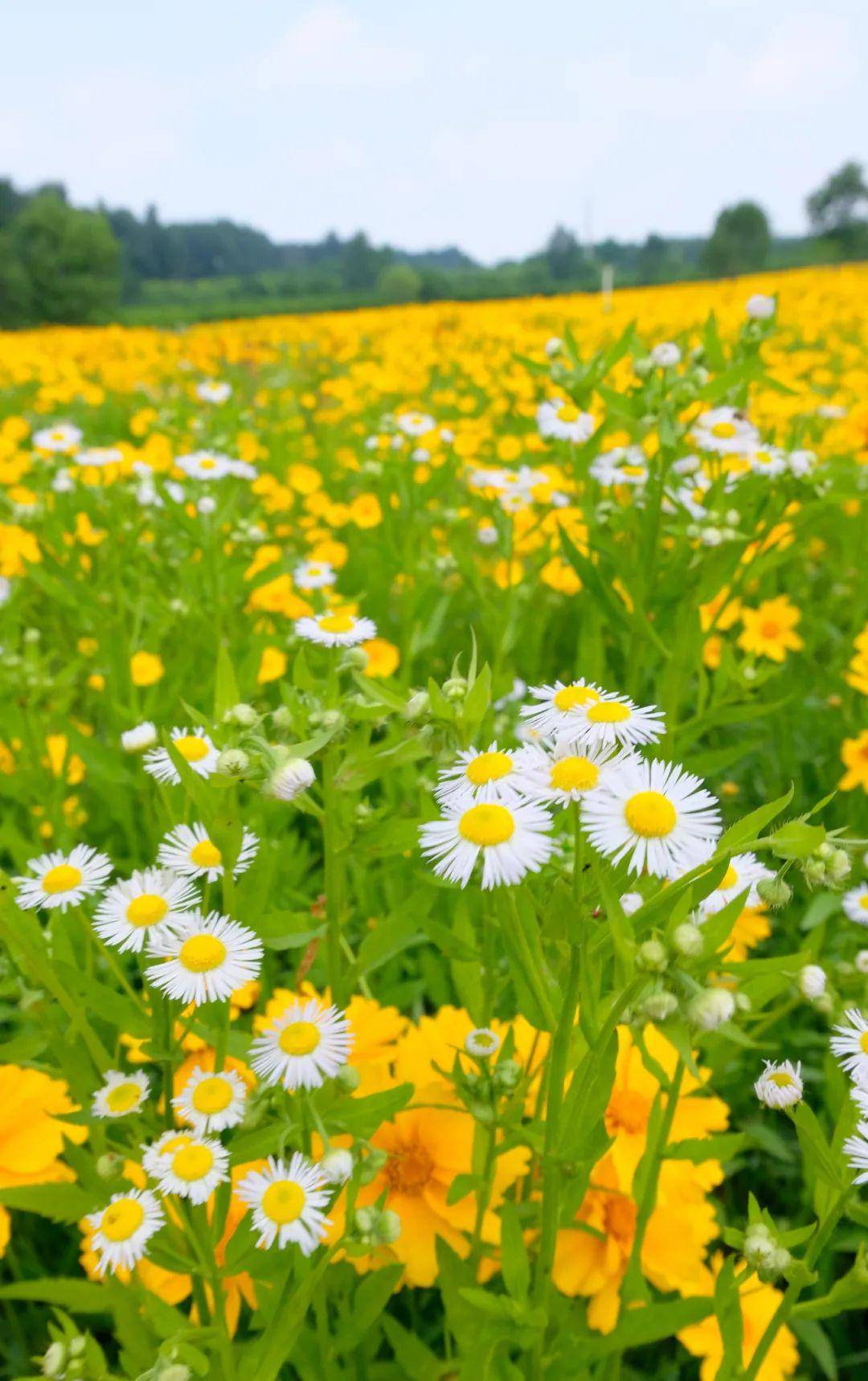 大片的金鸡菊,雏菊,虞美人等花朵蓝天白云下,道路两旁北辰绿洲国家