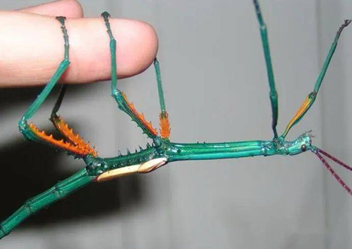原创马达加斯加岛有一种彩色竹节虫还有一对小翅膀这能吓唬敌人