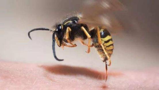 蜜蜂毒针长啥样图片