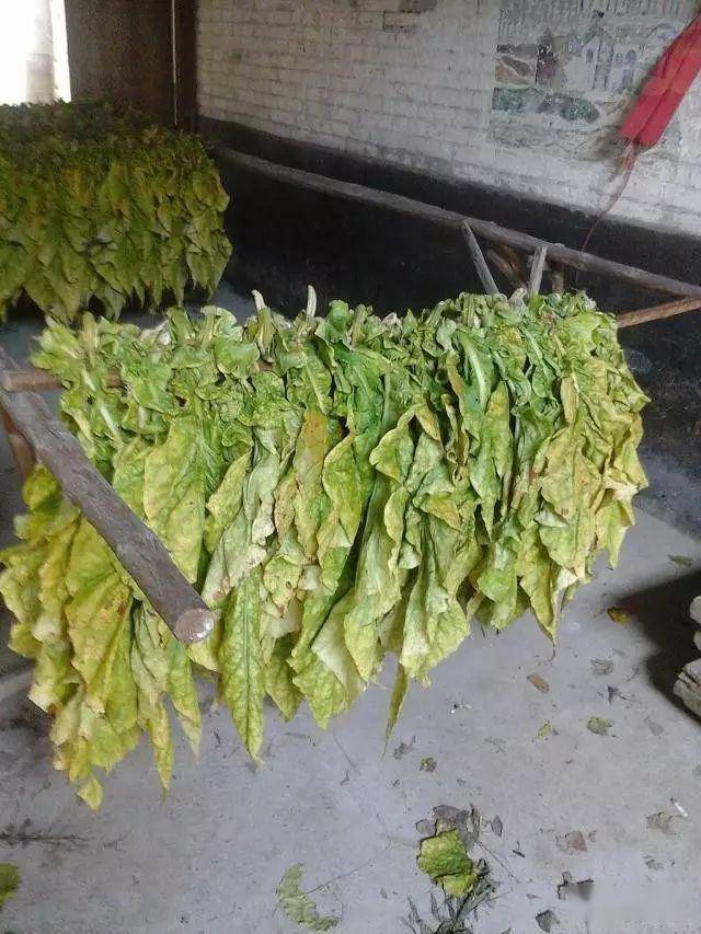 最美的人丨南雄烟田里的摘烟人_黄烟