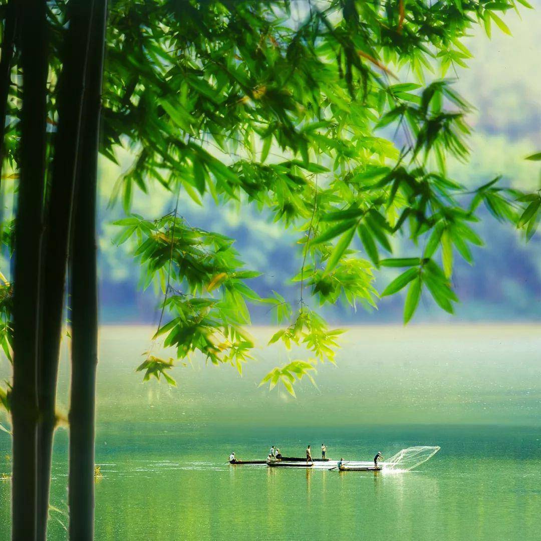 肇庆这一抹绿,醉了!