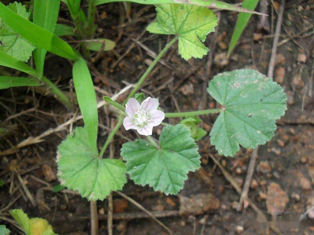 海边的喇叭花,肾叶打碗花
