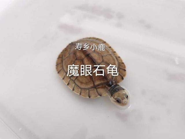 魔眼石金钱龟的基本介绍