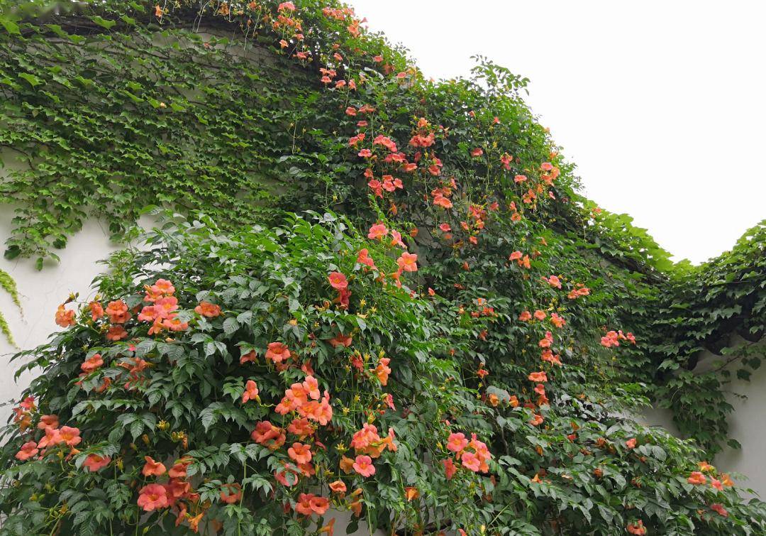 老门东凌霄花开,惊艳了整个夏天!