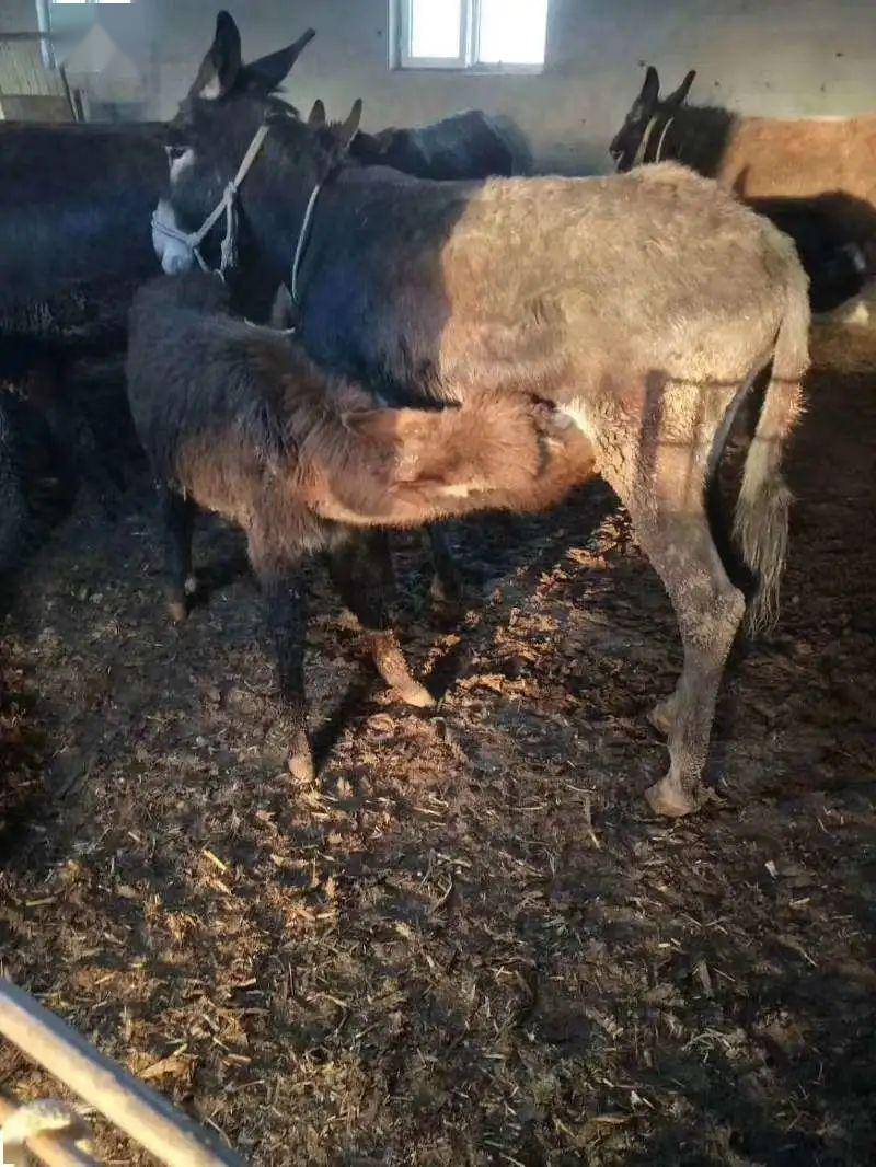 驴奶 新鲜驴奶——来自乌鲁木齐永杰绿康养殖专业合作社