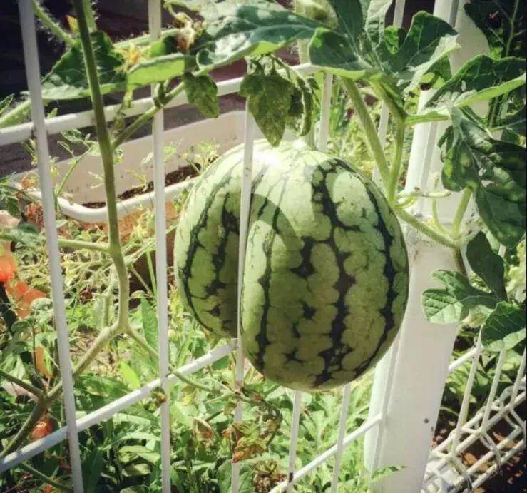 都市传说都是怎么来的