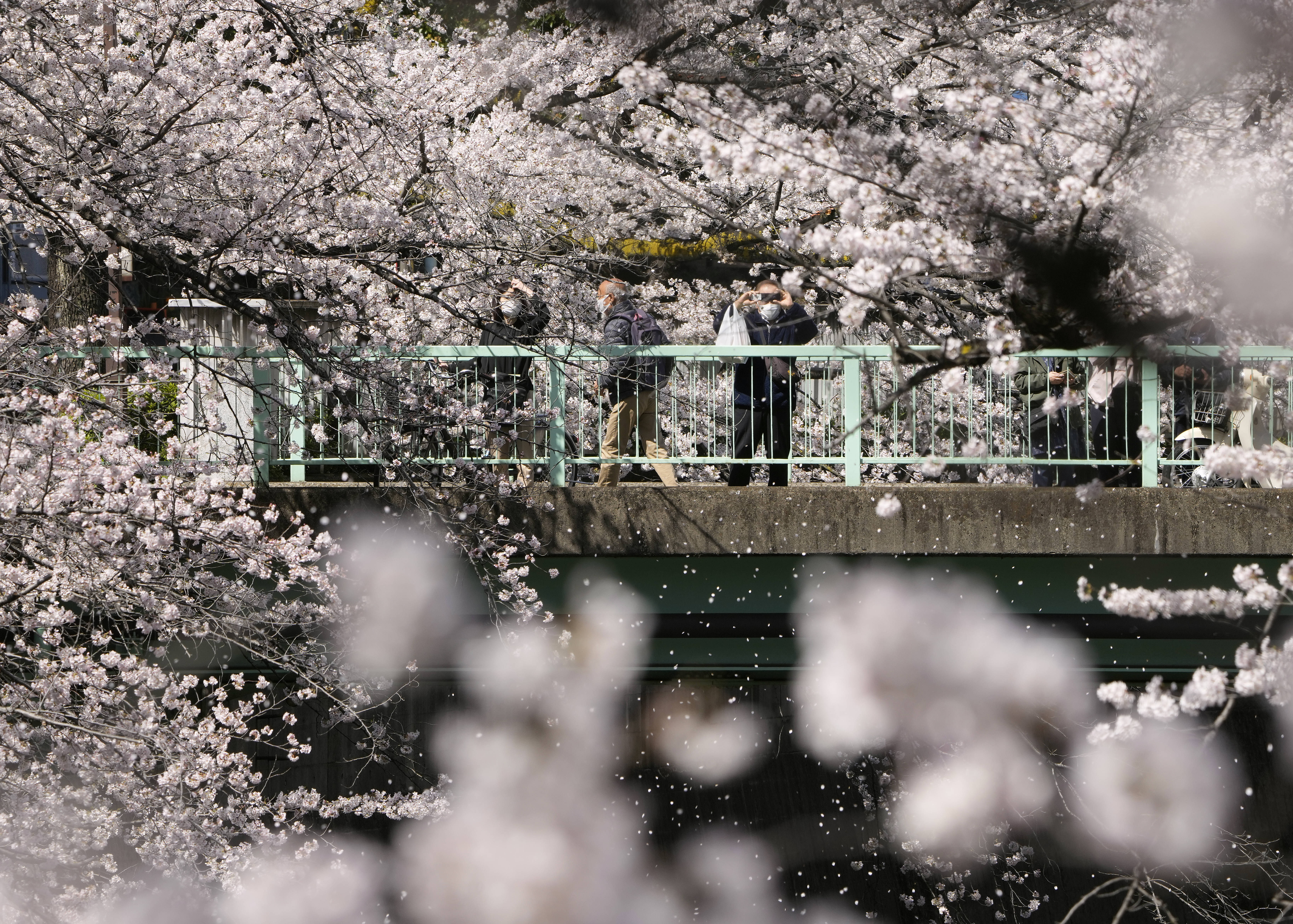 东京：又是一年樱花季