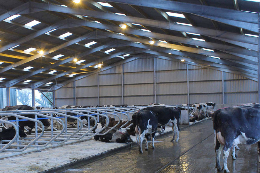 俄罗斯现代化畜牧场,挤奶,检测奶源全自动化!