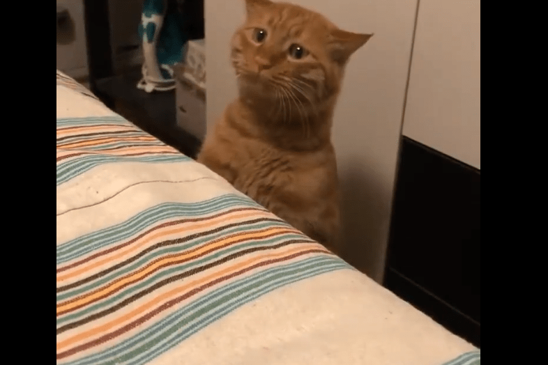 猫咪站在床边东张西望这表情加上这配音我给满分