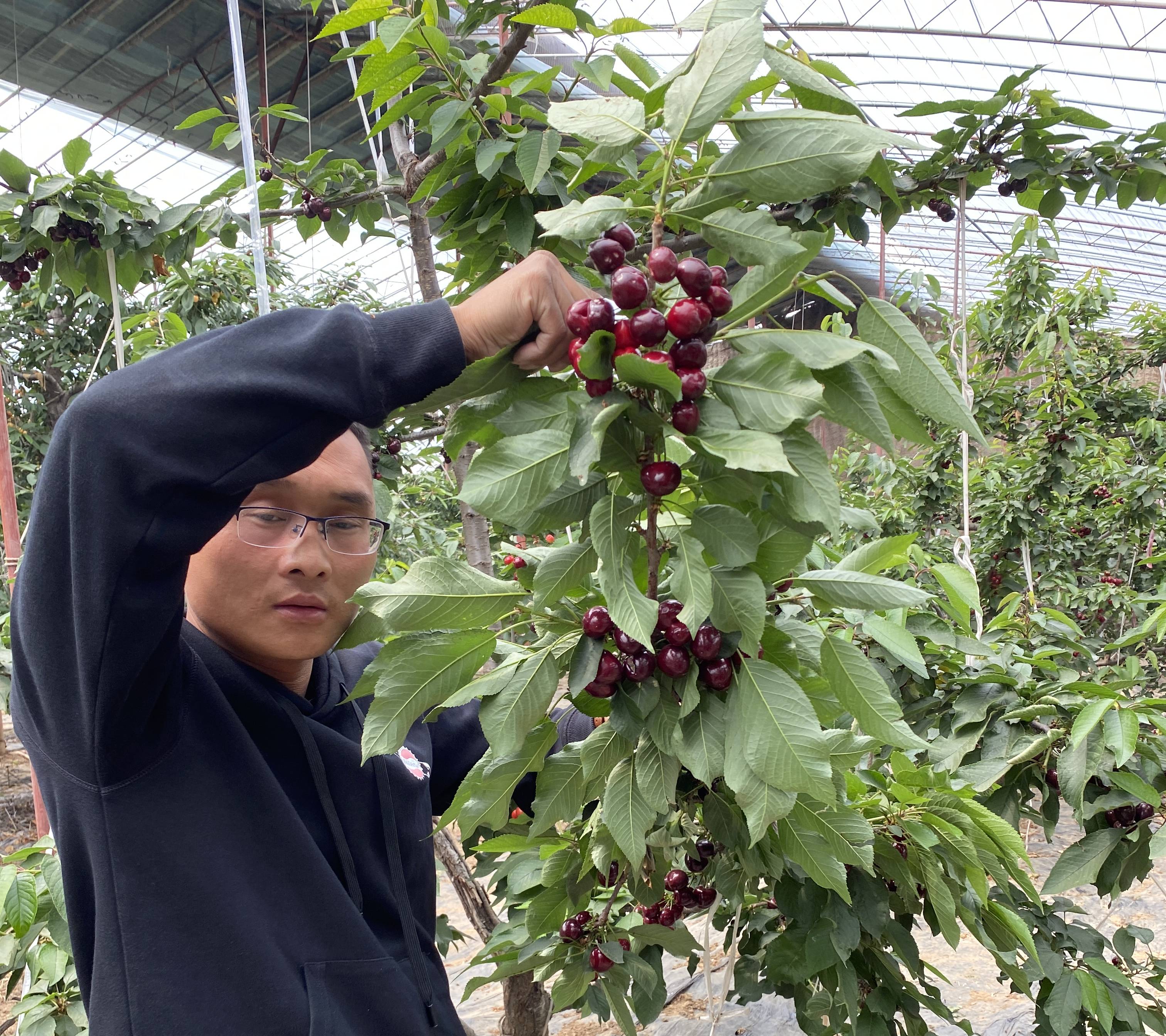 矮化蜜露樱桃树苗细长纺锤形栽植技术矮化15辉煌樱桃苗价格