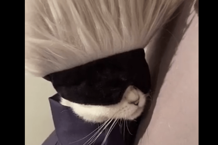 五条悟猫界分悟