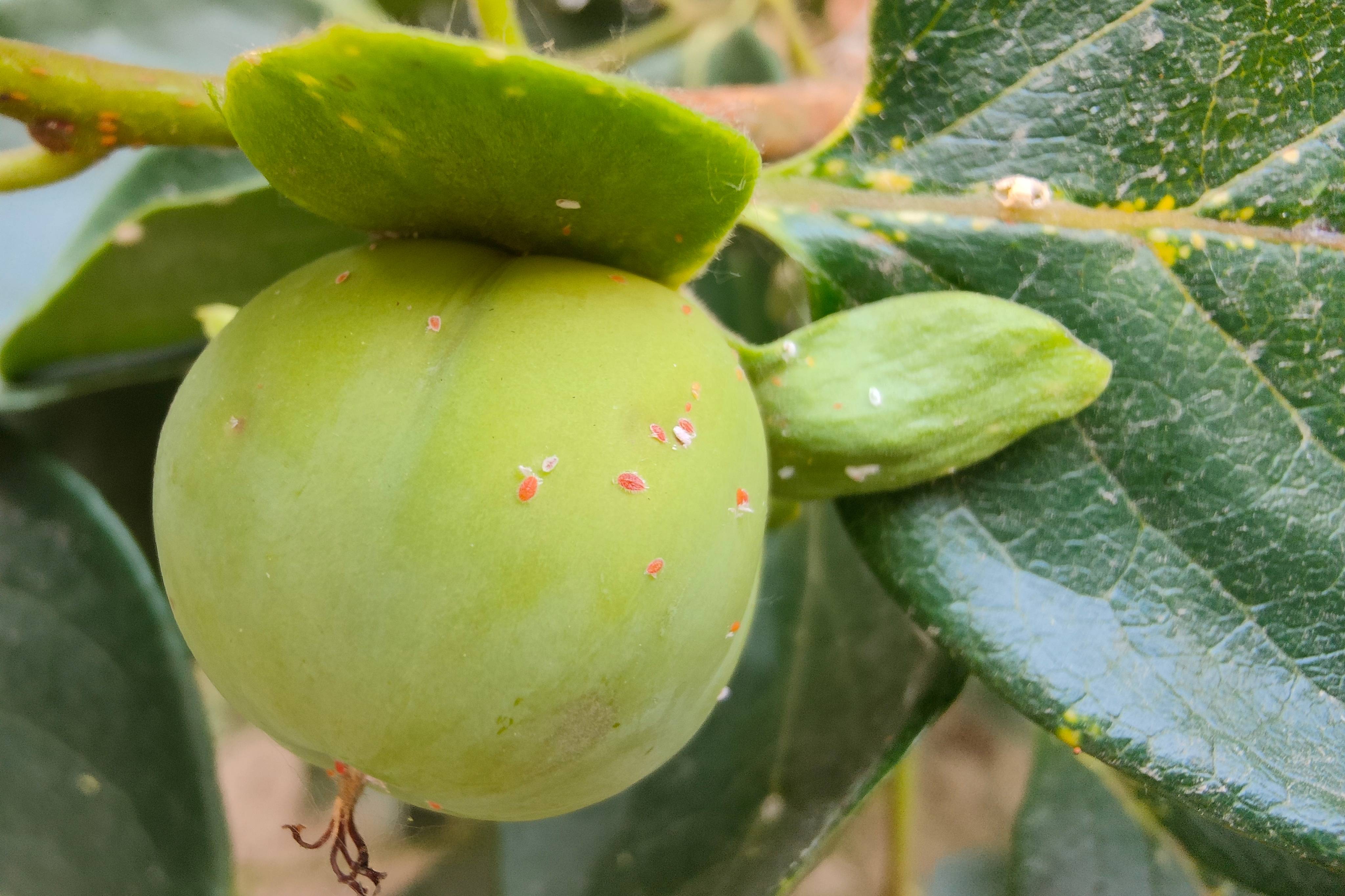 柿树上的蚧壳虫现在进行防治杀虫干净彻底
