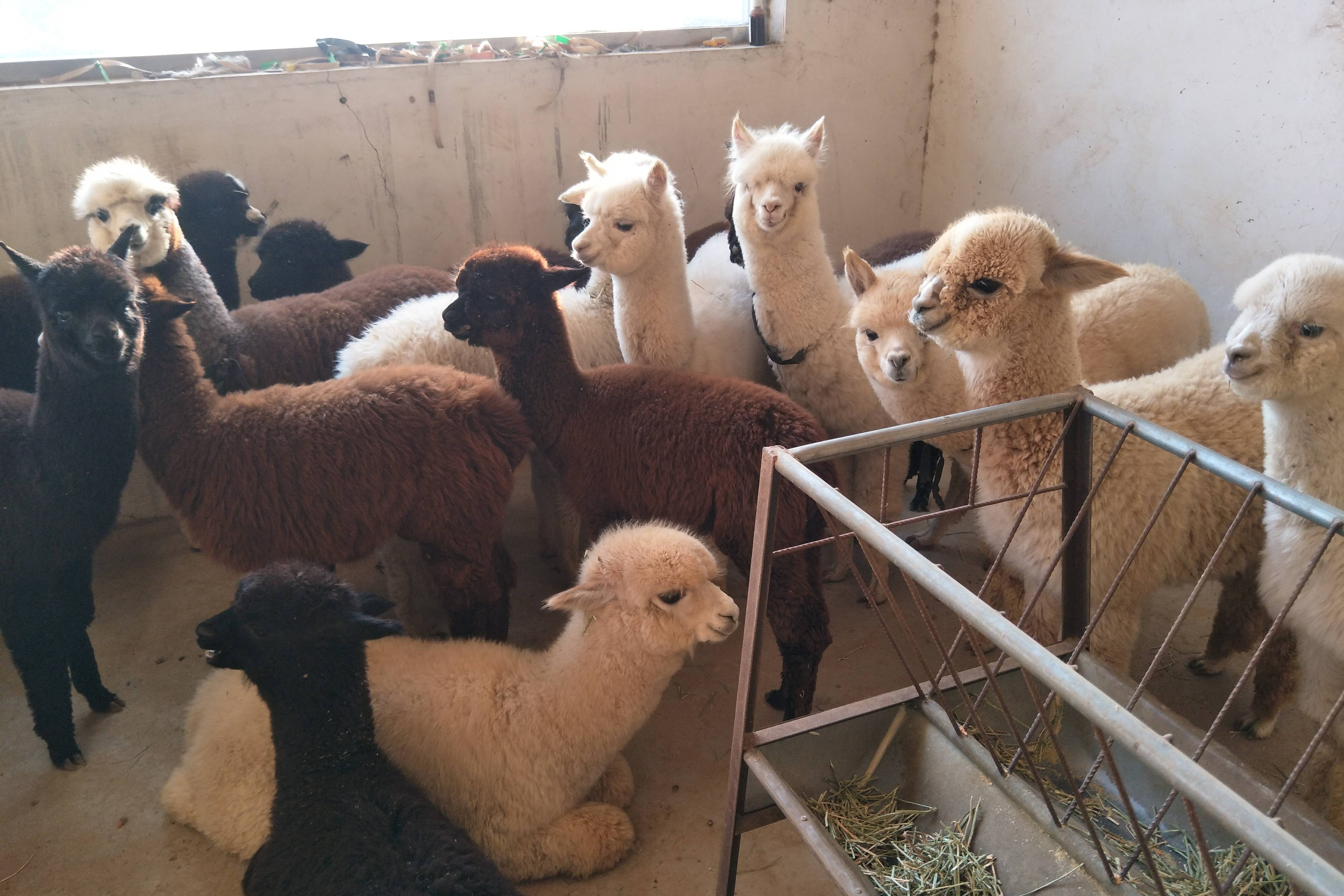 羊驼养殖厂介绍