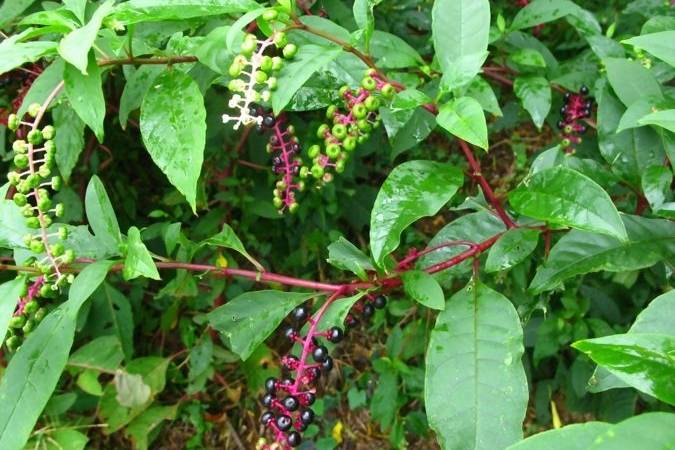 植物界全系列 石竹目 商陆科 中国 球形 肉质