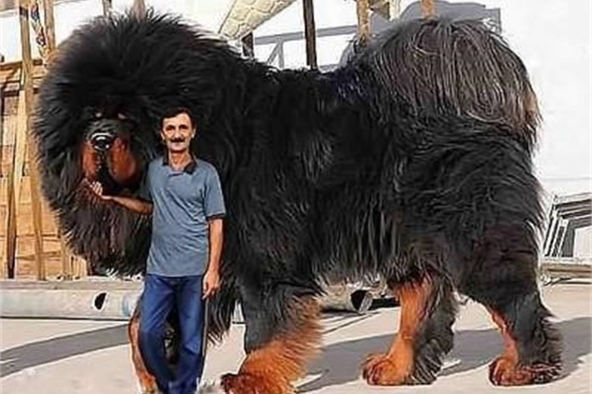 全球最大的藏獒王,有东方犬王之称,狮子老虎在它面前就像小猫