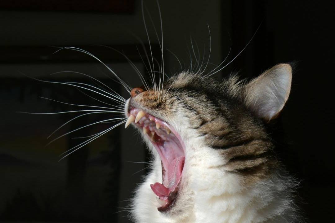 猫发情了怎么处理