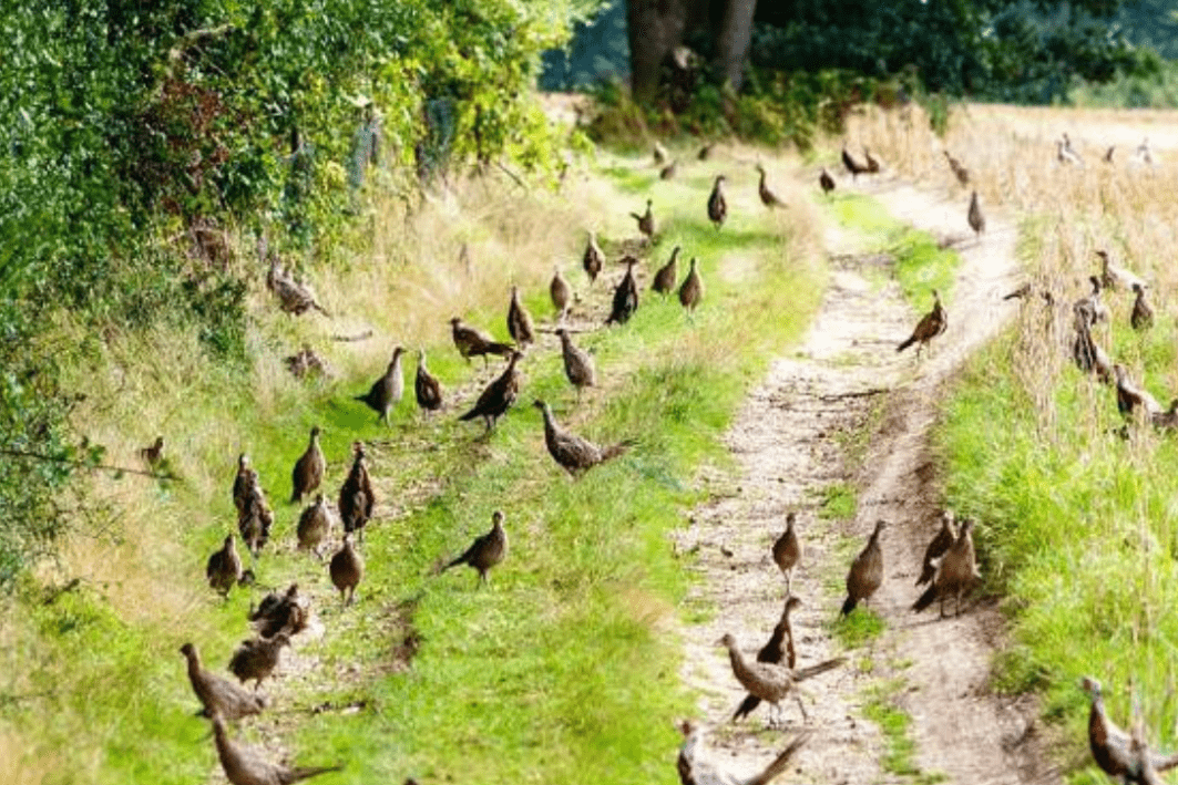 野鸡在中国泛滥成灾,不断上演人鸡大战!不能杀也不能吃能咋办?