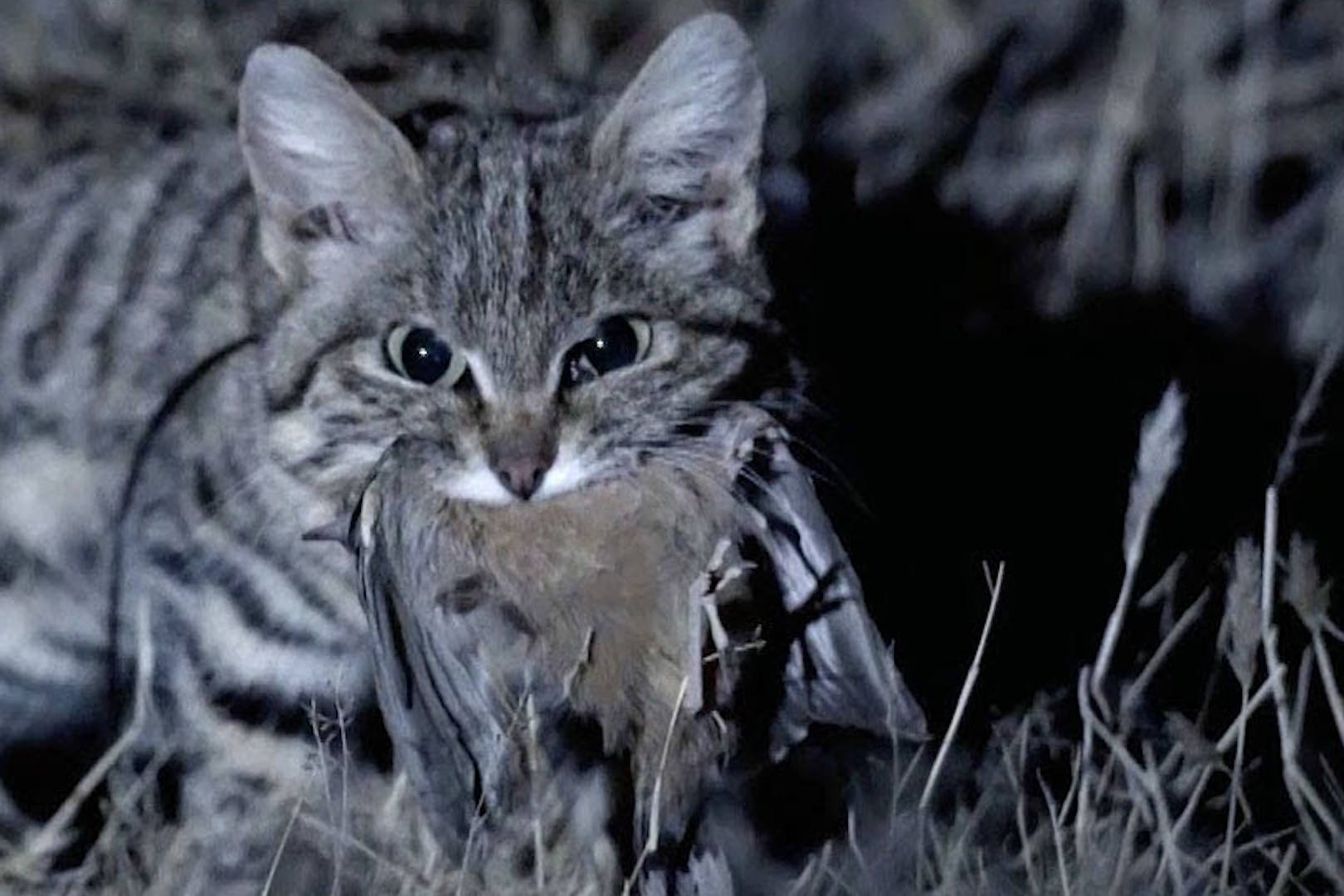 被全世界禁养非洲最小的猫被誉为捕猎效率最高的杀戮机器