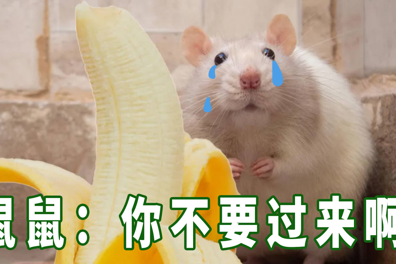 为什么雄性老鼠害怕香蕉这居然是雌性阻止雄性杀害幼崽的策略