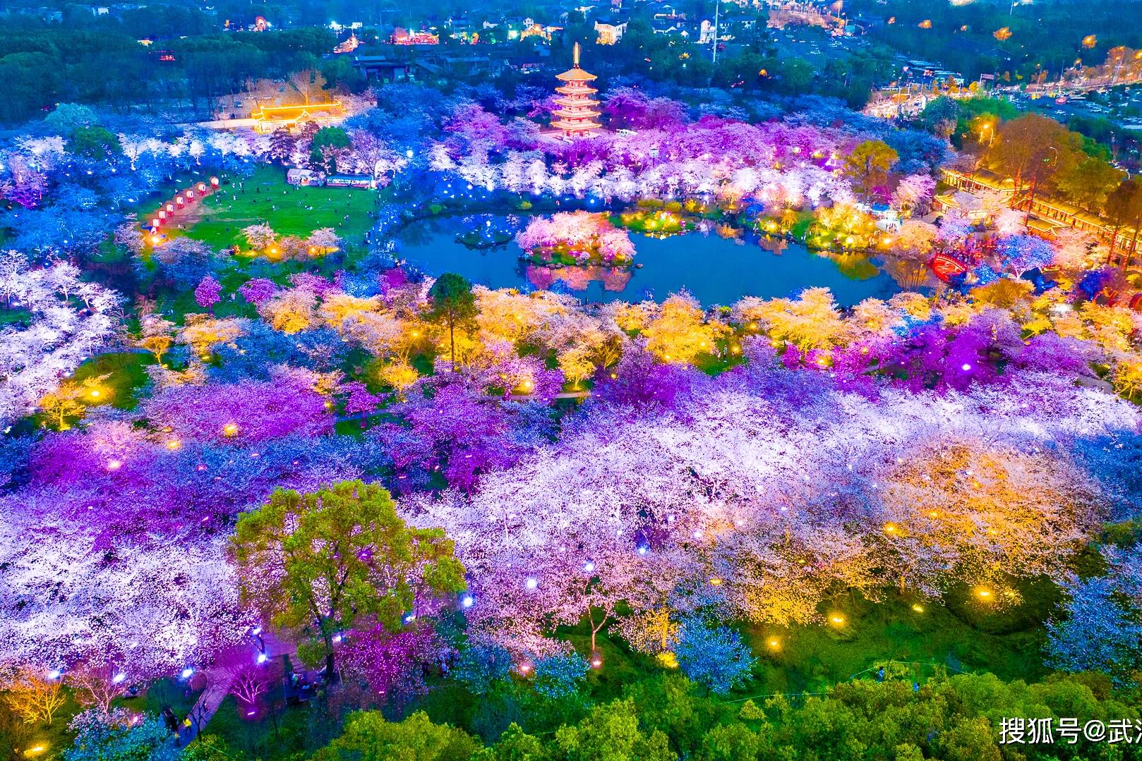 航拍东湖樱花园璀璨之夜