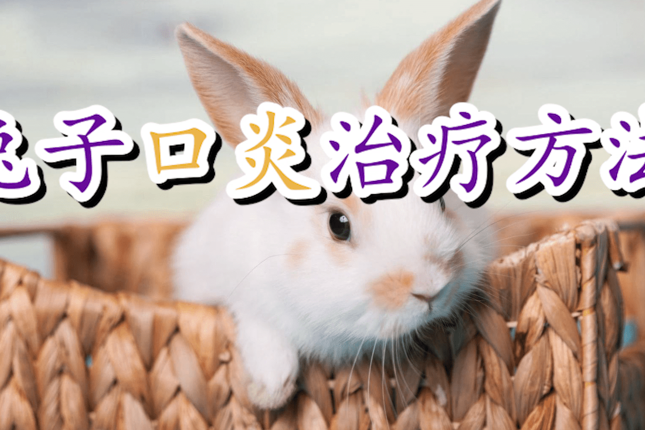 兔子口炎治疗方法