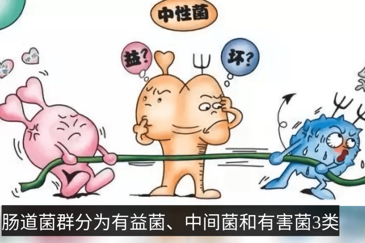 肠道菌群大有作用赶快重视起来