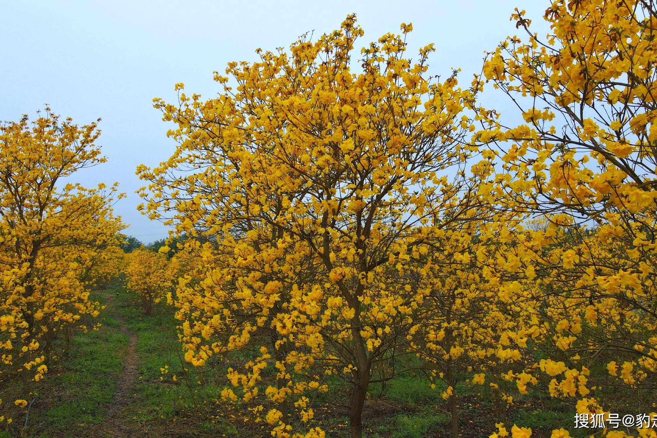 简阳黄花风铃木基地图片