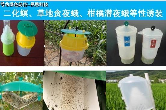 火龙果斜纹夜蛾防治,民恩斜纹夜蛾性诱装置,专业防治斜纹夜蛾.