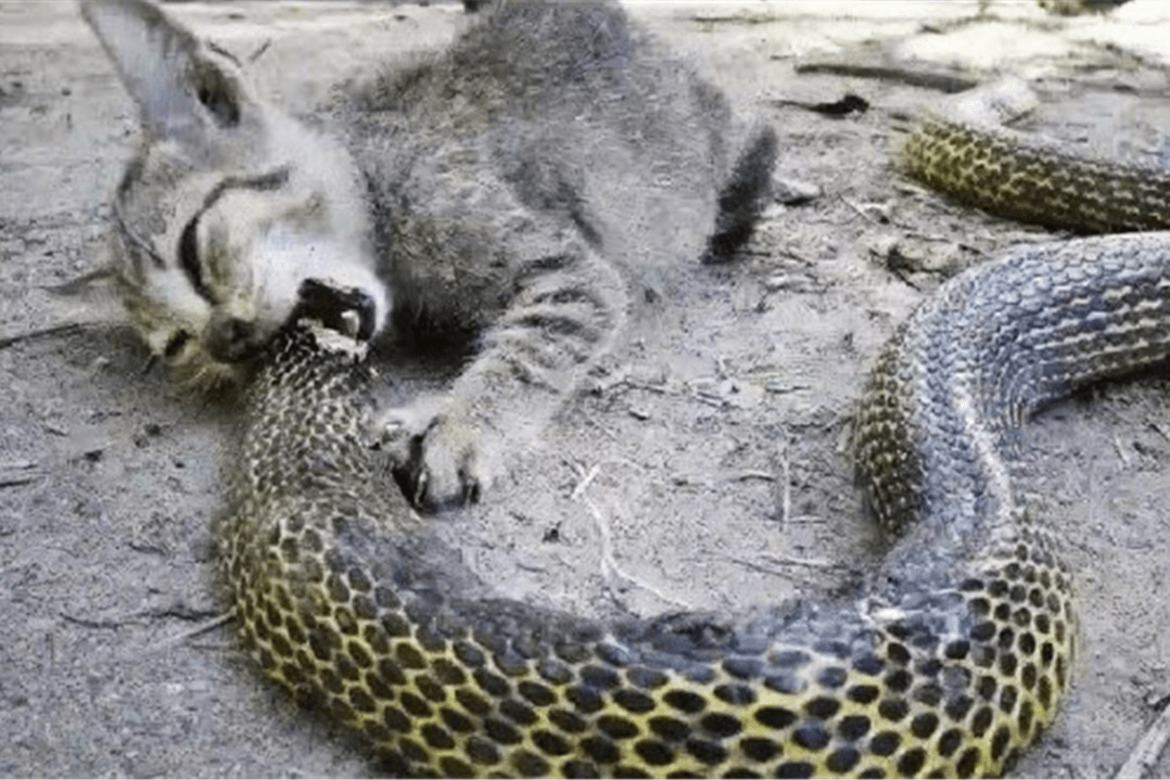 猫咪咬死一条蛇一声不吭直接开吃太牛了镜头拍下全过程