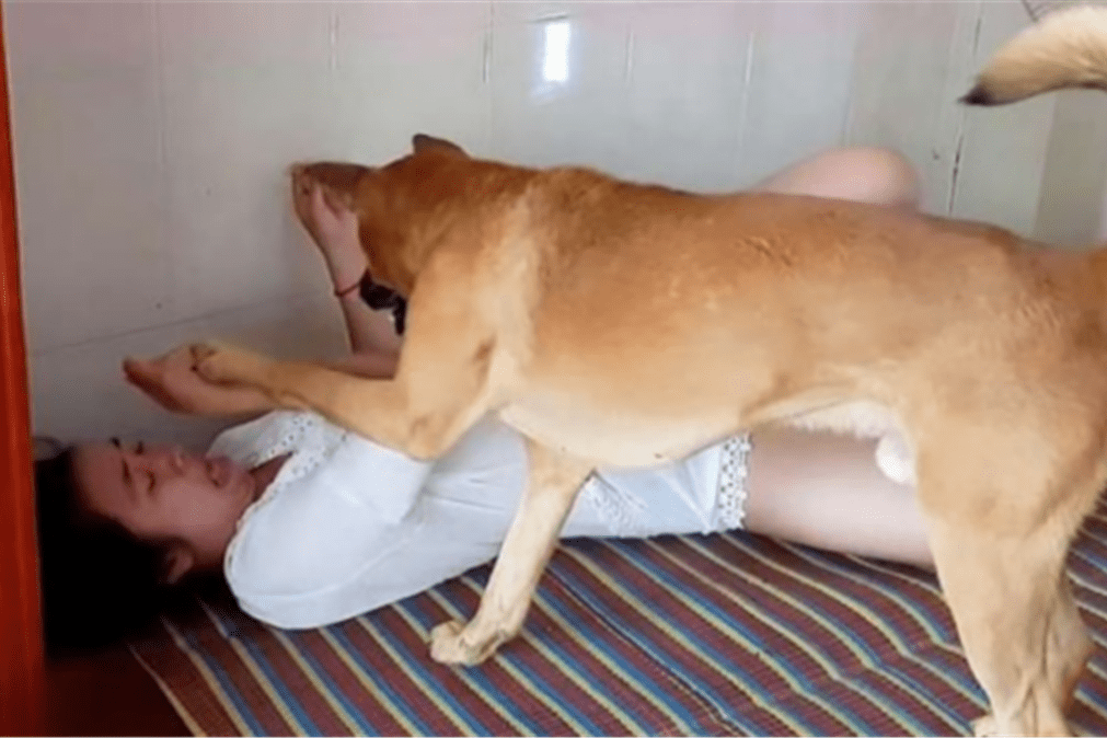 为什么单身的女孩子喜欢养大型公狗只因这个原因看完都懂了