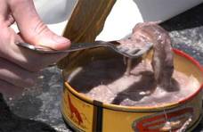 为何鲱鱼罐头令人作呕，却还要批量生产，原来吃对了比牛排还香！